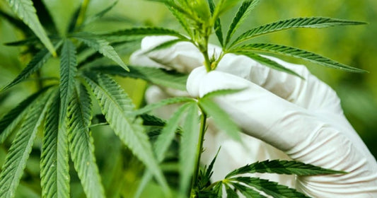 Truth About Marijuana