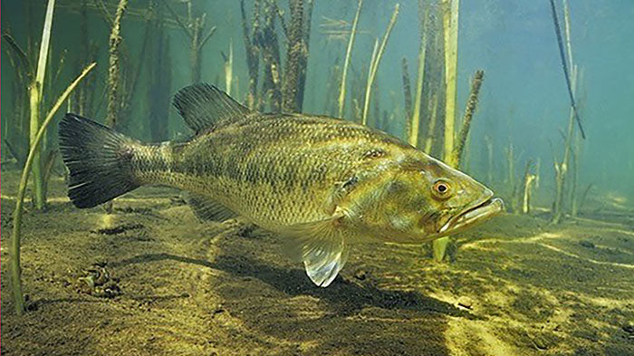 Stoner Fatherss - Etsy