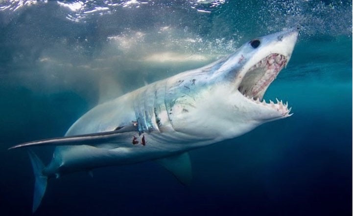 Fishing Gifts | Best Gifts for Fisherman - Freeminded