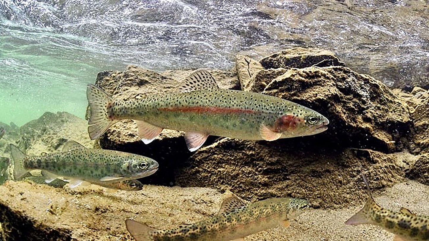 Stoner Fatherss - Etsy freeminded