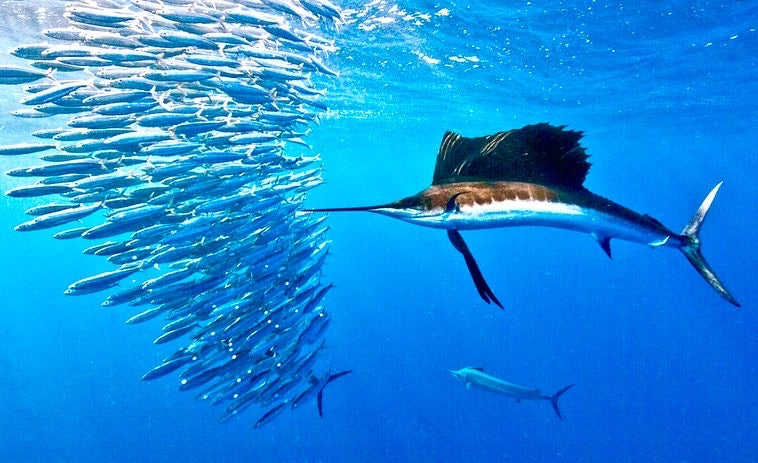 Fishing Gifts | Best Gifts for Fisherman - Freeminded