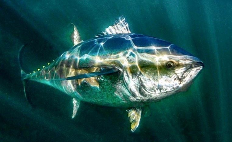 The Lonely Stoner's Guide to Looking for Love in All the Right Places | Cannabis Now