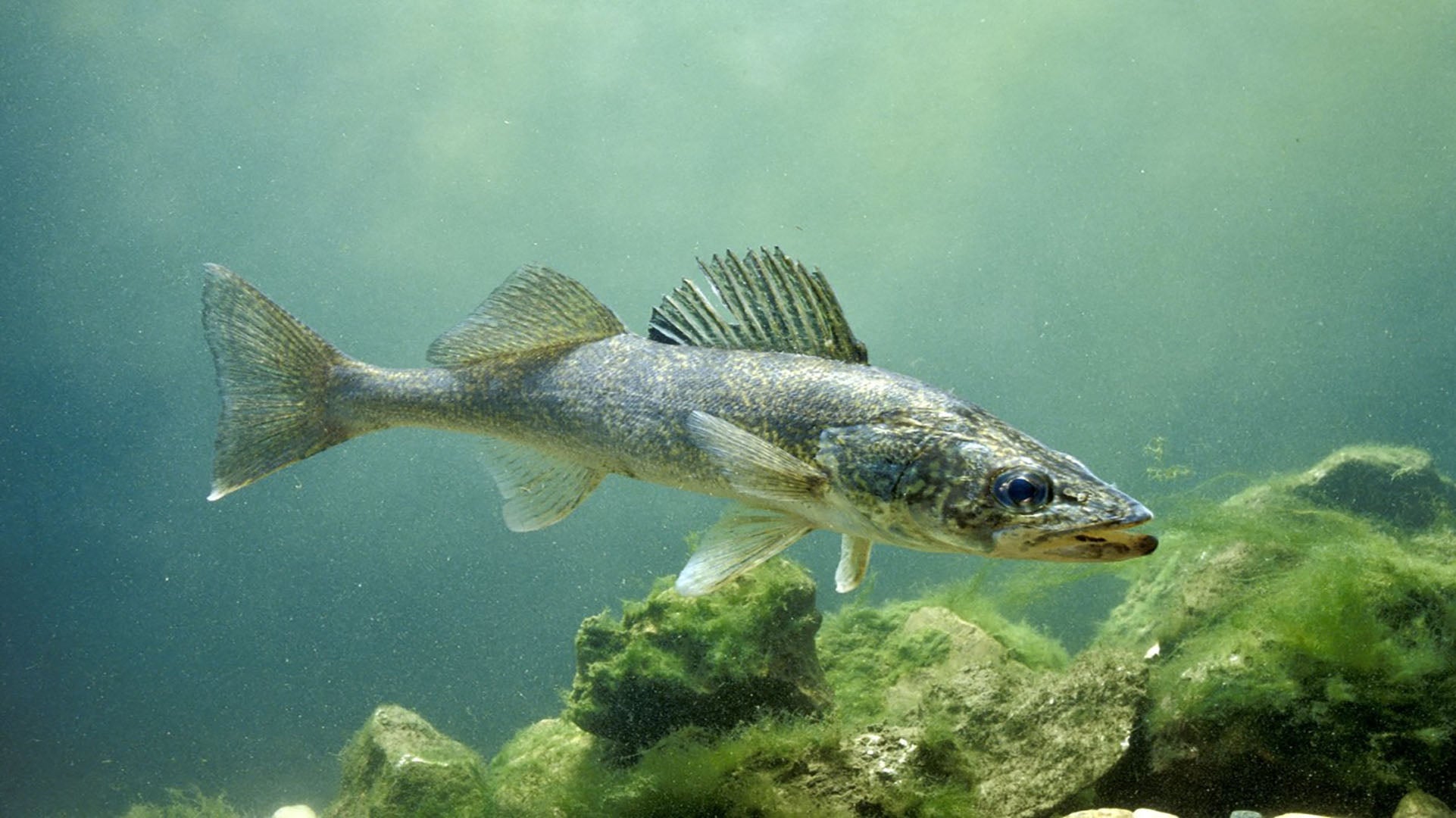 Fathers Fishing gift idea