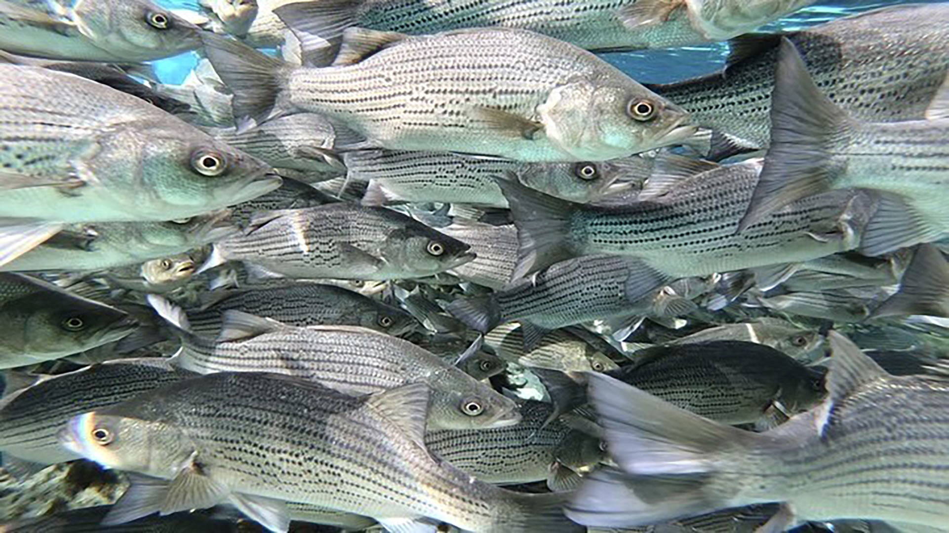 Stoner Gifts For Him - freeminded